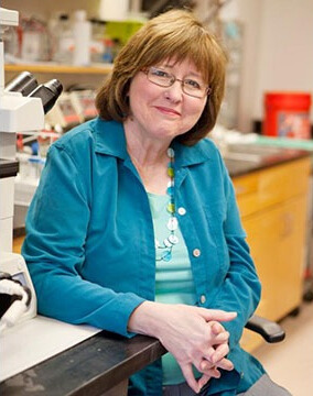 How the body’s own defense system plays a role in Alzheimer’s disease